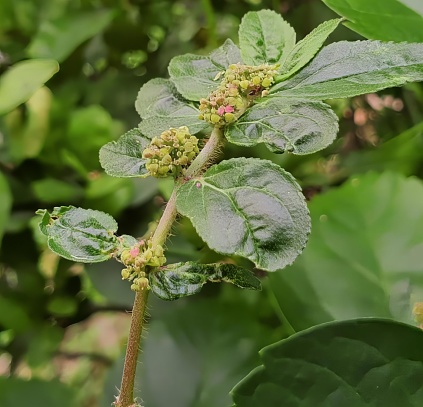 a photography of a plant with green leaves and small flowers, lycaenid butterfly on a leaf with green leaves in the background.