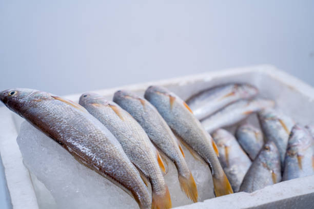 istock many Fish on ice in white bucket 1652216234