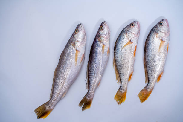 istock many Fish on ice in white bucket 1652218328