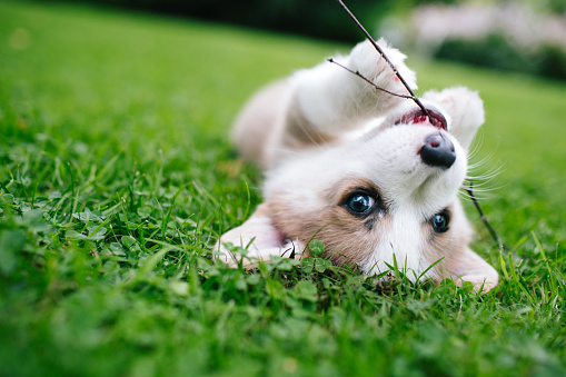 lying on meadow in the garden