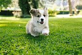 running fluffy Pembroke welsh corgi puppy