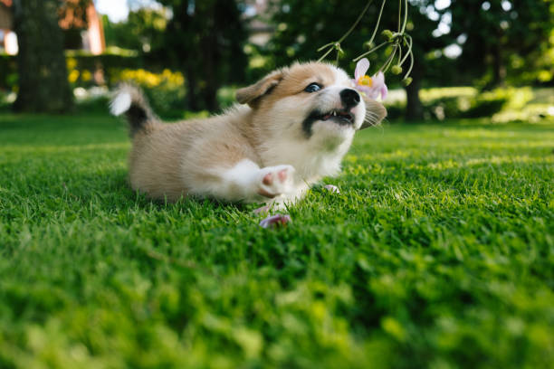istock Pembroke welsh corgi puppy plays with a flower 1652228209