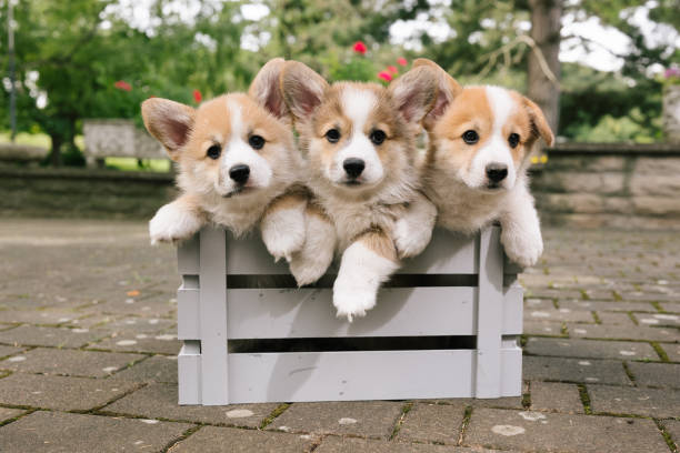 three Pembroke welsh corgi puppies sitting in a wooden box dog group of animals three animals happiness stock pictures, royalty-free photos & images