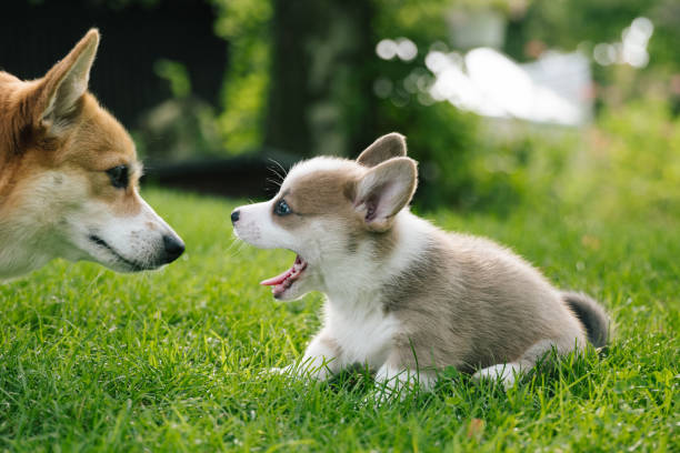 Pembroke welsh corgi: dog mom and puppies