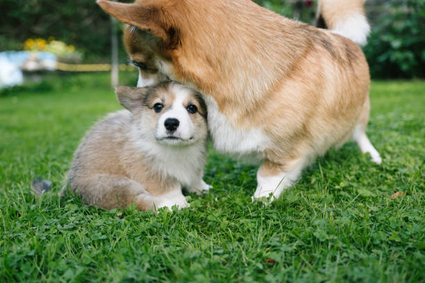 istock Pembroke welsh corgi: dog mom and puppy 1652228751
