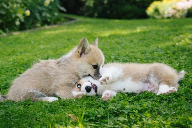istock two Pembroke welsh corgi puppies 1652229821