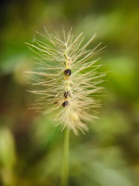 istock Setaria apiculata flower 1652240691