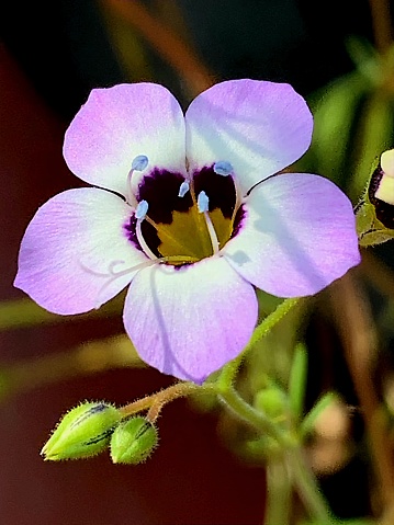A unique looking flower