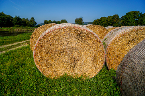 Cylindrical  hay bales in farm grass field at sunset