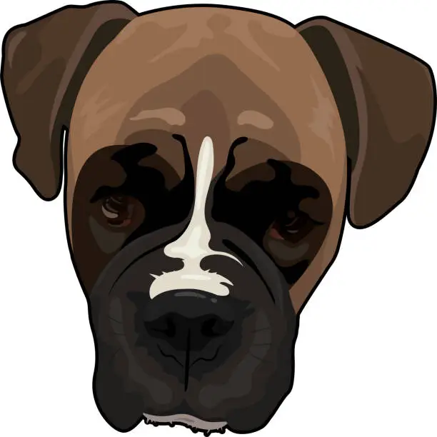 Vector illustration of Boxer dog