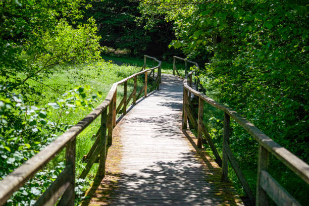 istock bridge in the forest that leads over a small stream photographed 1652251066