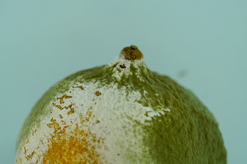 Moldy orange fruit on a blue background. Close-up