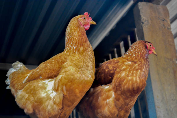 istock Photo of some native chickens 1652254794