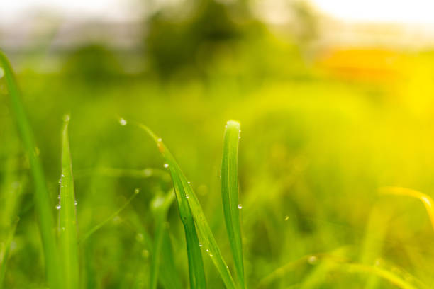 The green grass has water droplets after rain and soft sunlight.