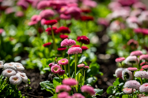 Bellis flowers in springtime, with selective focus