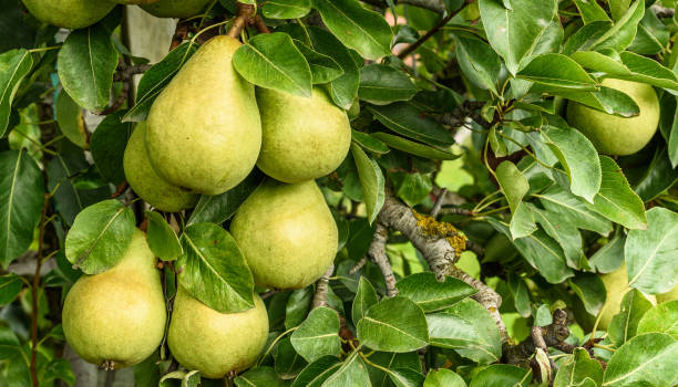 istock Conference pears (Pyrus communis) on tree, Canton Thurgau, Switzerland 1652271711