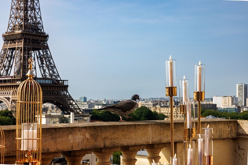 A pigeon perched atop a metal railing near the iconic Eiffel Tower in Paris, France.