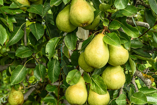 Close up of conference pears hanging on a  tree
