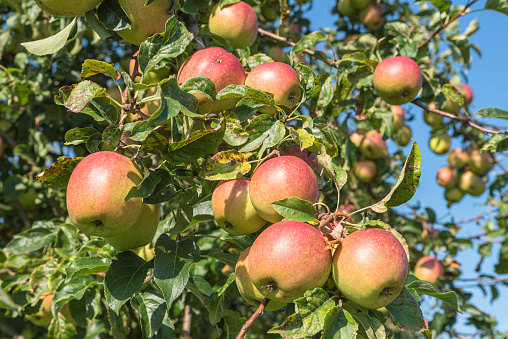 Close up of apples hanging on a  tree