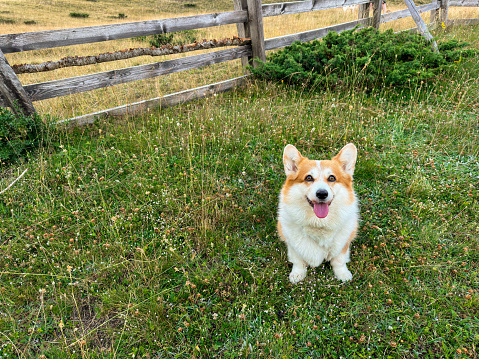 The bright red corgi puppy sits on the farm and looks directly into the camera. There is a free space for your design
