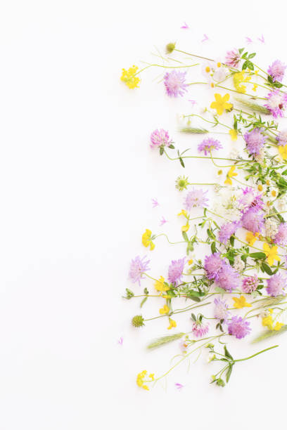 istock summer wild flowers on white paper background 1652280538