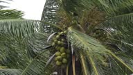 istock Coconut tree hit by a storm 1652289702