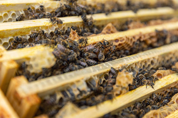 istock Close up of bees in their hive. 1652297345