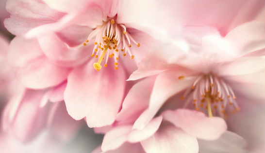 Dreamy cherry blossoms closeup, a macro shot of pale pink spring flowers