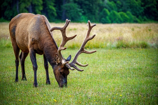 A scenic view of a deer grazing on a green meadow