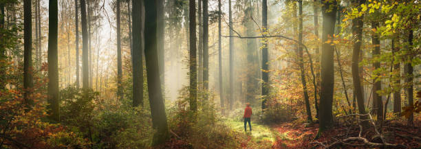 istock Fabulous misty scenery in autumn forest 1652313437