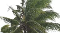istock Coconut tree hit by a storm 1652322635