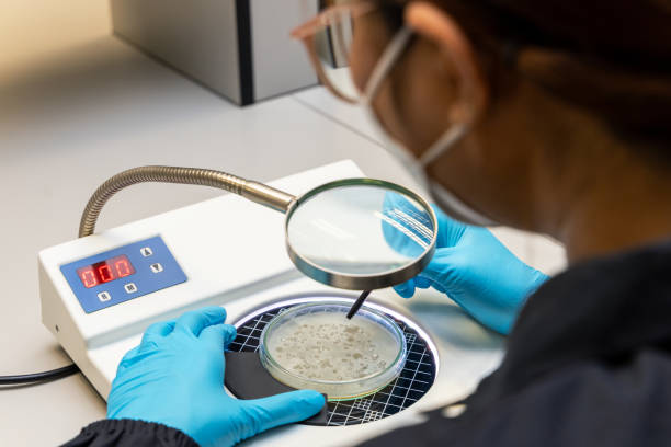 istock analysis and cultivate bacteria molds and fungal testing clinical samples by colony counter in laboratory. 1652322843