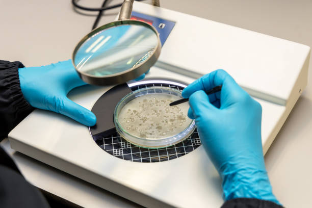istock Petri dish for analysis and cultivate bacteria molds and fungal testing clinical samples by using colony counter in laboratory. 1652322868