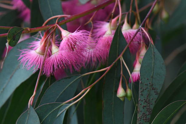 istock Yellow gum tree in flower 1652325327