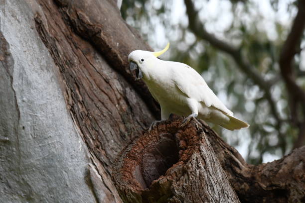 istock Sulphur-crested cockatoo 1652333976