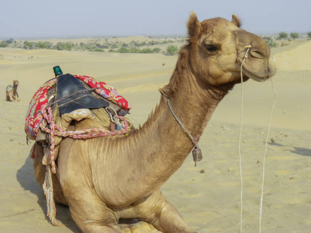 istock camel in the india desert 1652336026