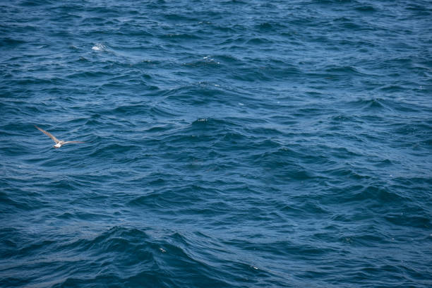 海面の波と飛んでいるカモメ。青い水はアスブストラクト。 - water wave water surface wave pattern ストックフォトと画像