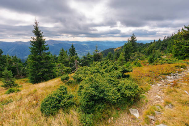 istock forested hills of carpathian mountains 1652348697