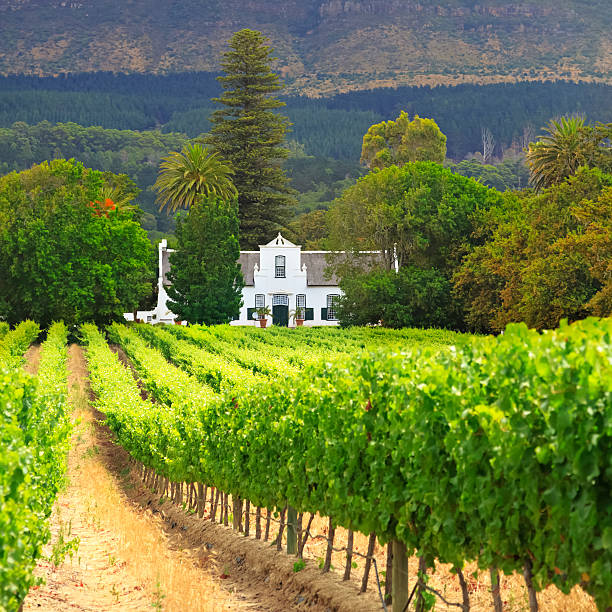 cape dutch manor house e o vinhedo, áfrica do sul - stellenbosch - fotografias e filmes do acervo