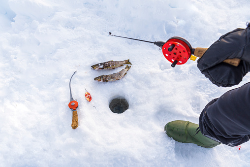 Fisherman with catch and fishing gear while ice fishing from a hole opened on a frozen lake, Jokkmokk, Swedish Lapland, Norrbotten, Sweden, Europe