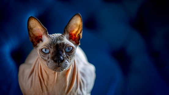 A close-up of a Sphynx cat in a home in Gateshead, North East England. Close up sitting and staring to the camera with strong blue eyes.