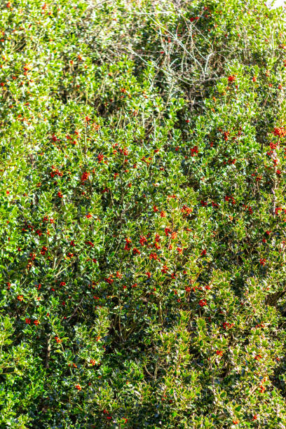 ilex aquifolium. background holly plants. christmas background