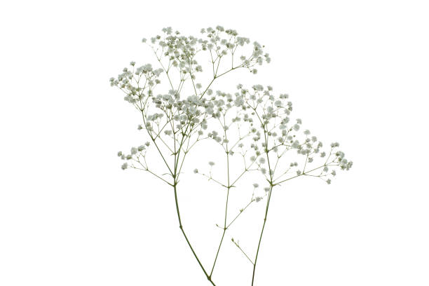 istock Isolated dried flower on white background 1652387463