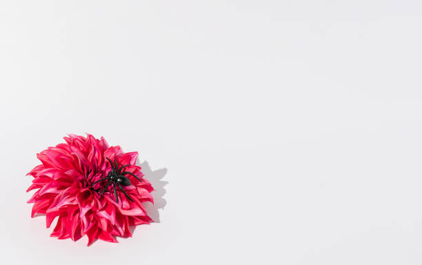 istock Beautiful bold flower with black spider on white background. Creative minimal Halloween concept.Copy space. 1652389644