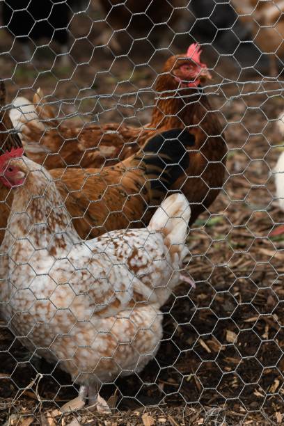 istock Chickens in chook house 1652389646