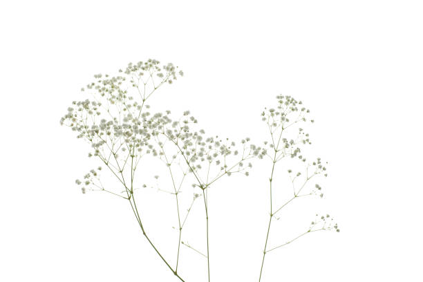 istock Dried plant flower isolated on white background 1652396828