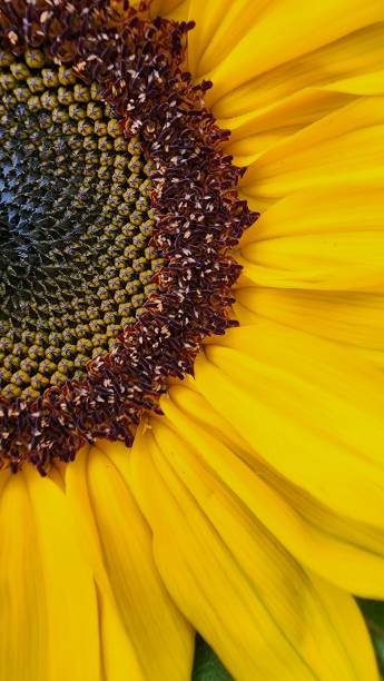 istock Vertical closeup of a yellow sunflower 1652402749