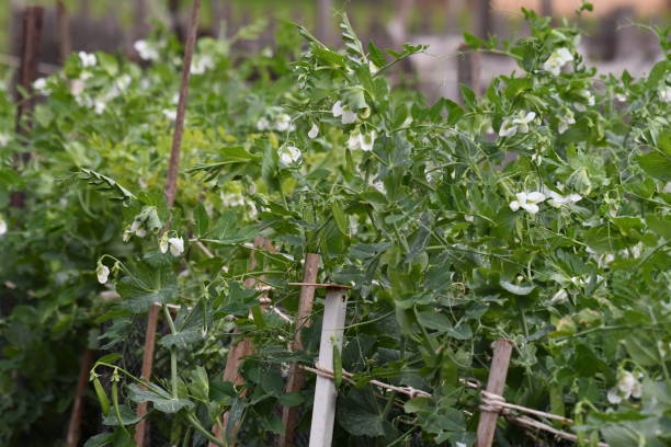 istock Peas growing in vegetable garden 1652402753