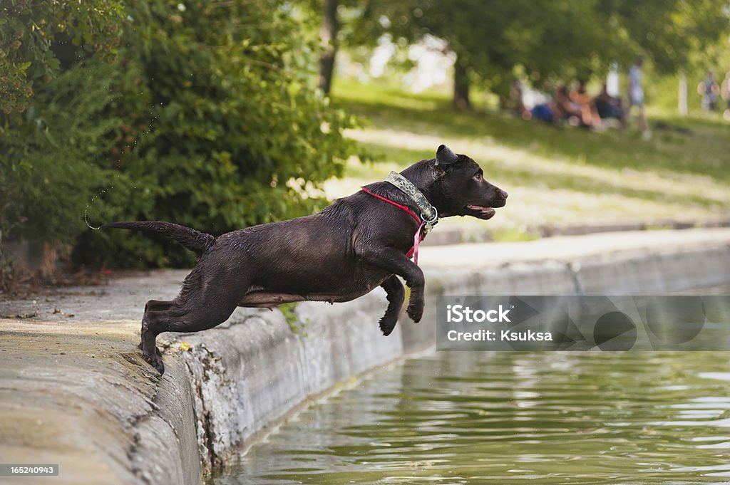 犬ラブラドル海にジャンプ - つかまえるのロイヤリティフリーストックフォト