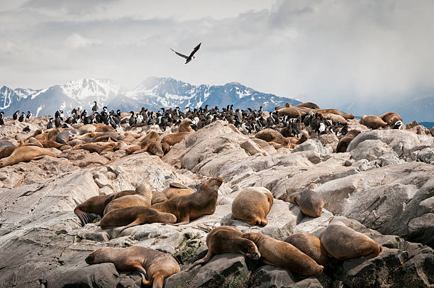 leões do mar e os corvos-marinhos no canal de beagle, ushuaia (argentina) - ushuaia - fotografias e filmes do acervo